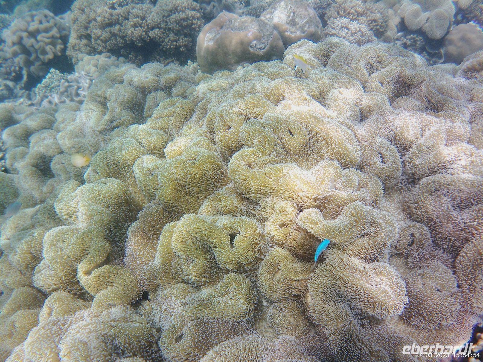Korallen im Great Barrier Reef