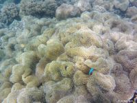 Korallen im Great Barrier Reef