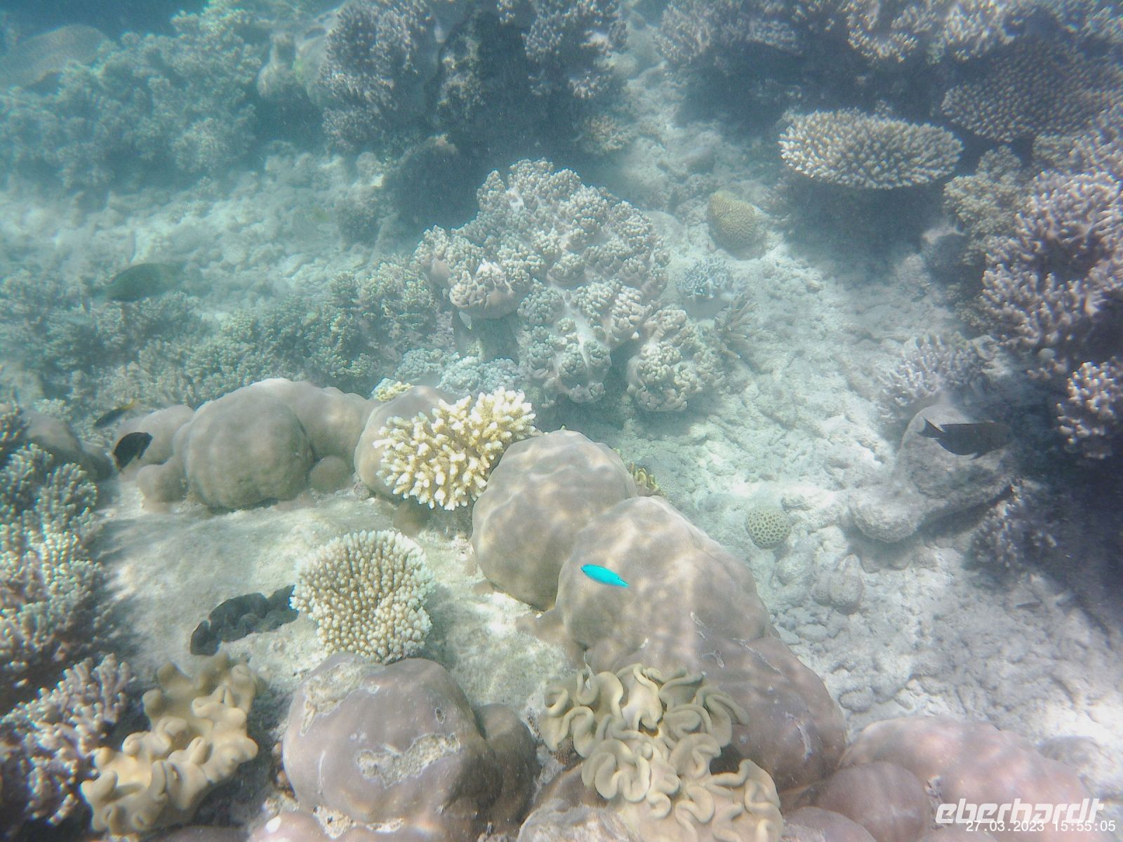 Korallen im Great Barrier Reef