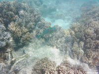 Korallen im Great Barrier Reef