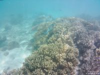 Korallen im Great Barrier Reef