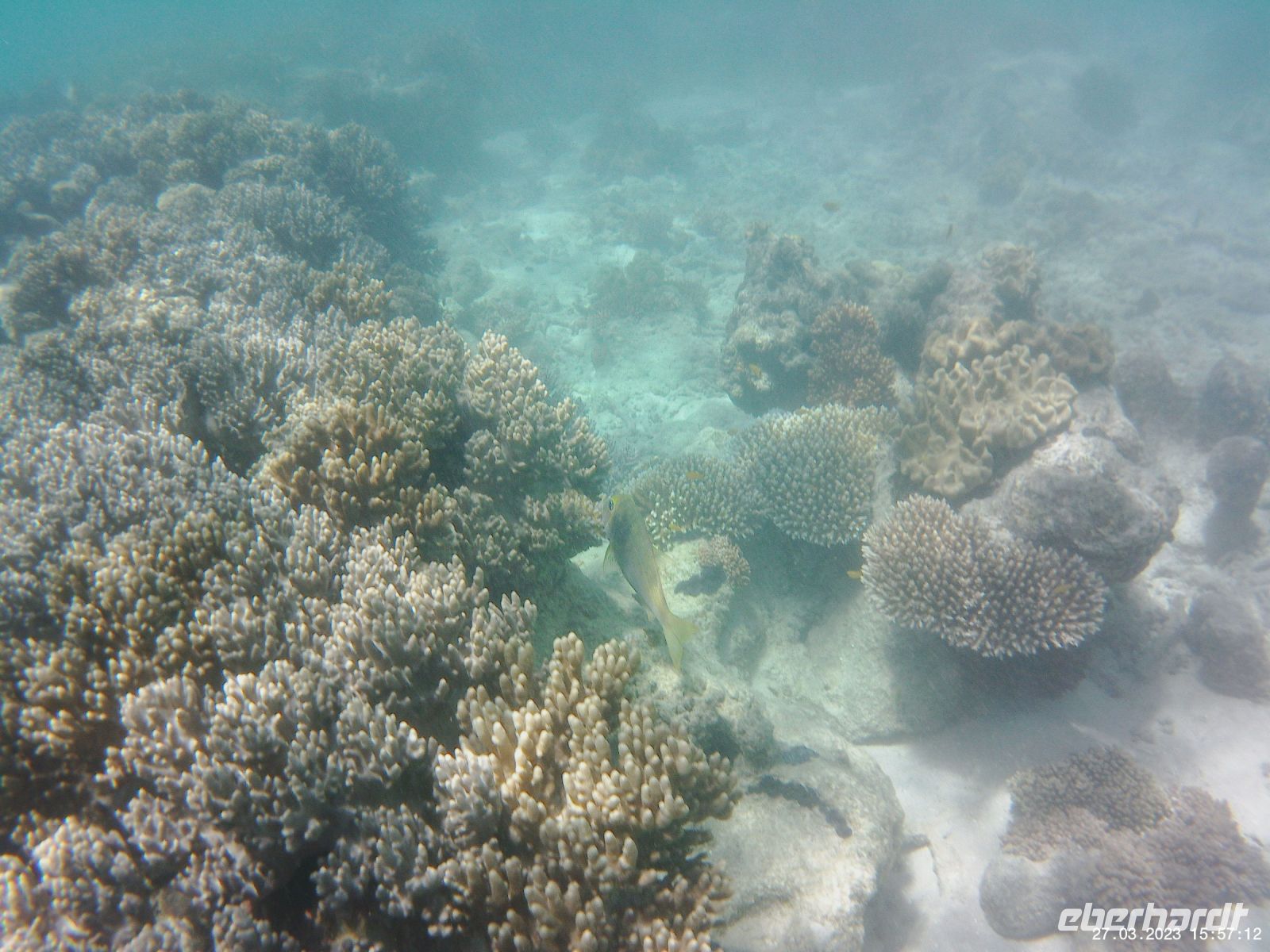 Korallen im Great Barrier Reef