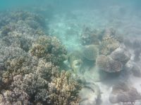 Korallen im Great Barrier Reef