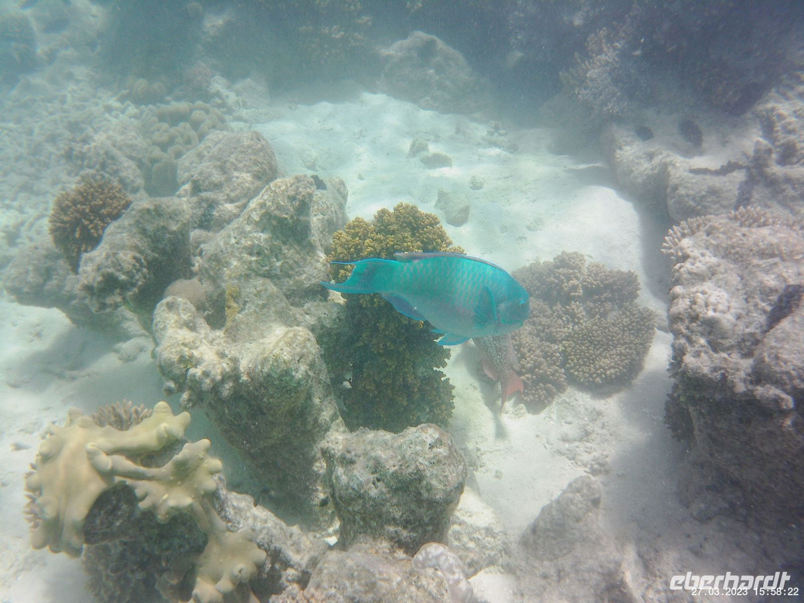 Korallen im Great Barrier Reef