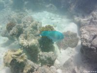 Korallen im Great Barrier Reef