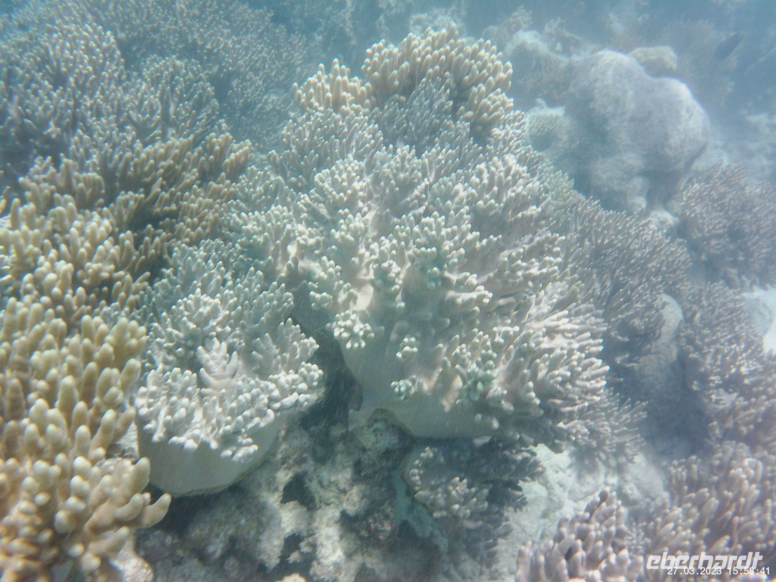 Korallen im Great Barrier Reef