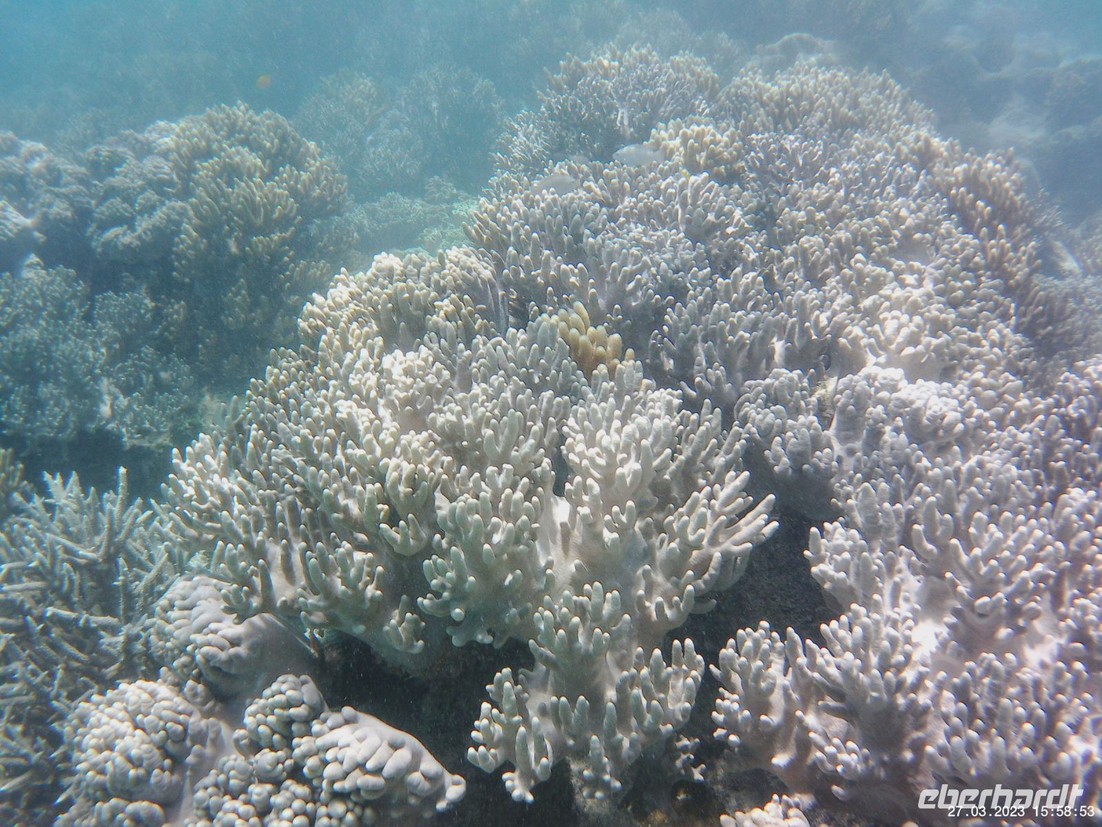 Korallen im Great Barrier Reef