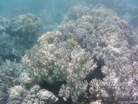 Korallen im Great Barrier Reef