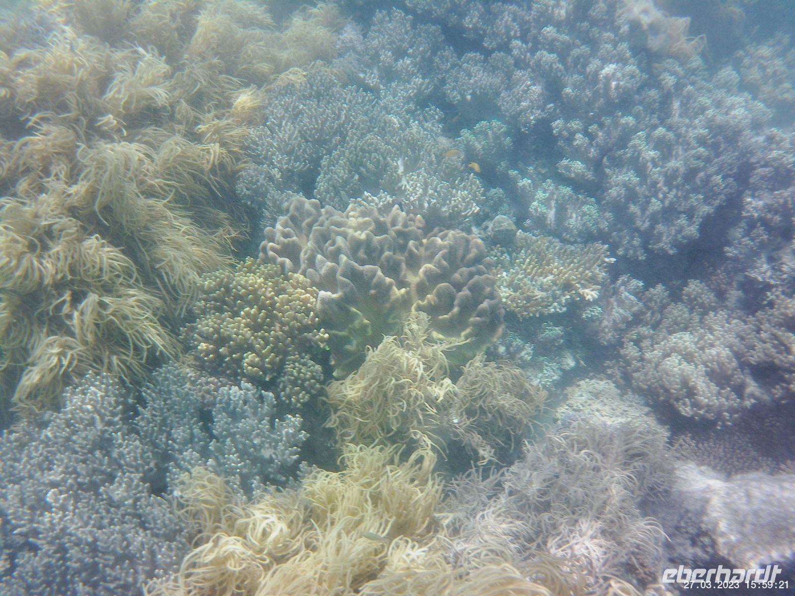 Korallen im Great Barrier Reef