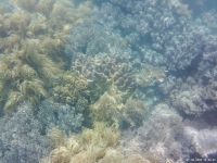 Korallen im Great Barrier Reef