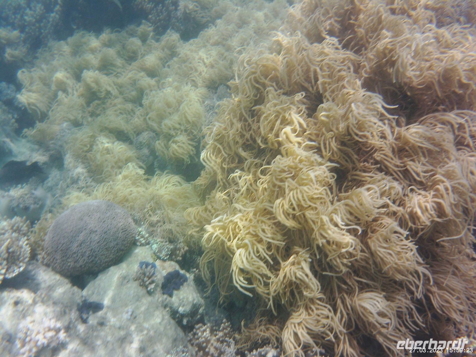 Korallen im Great Barrier Reef