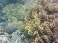 Korallen im Great Barrier Reef