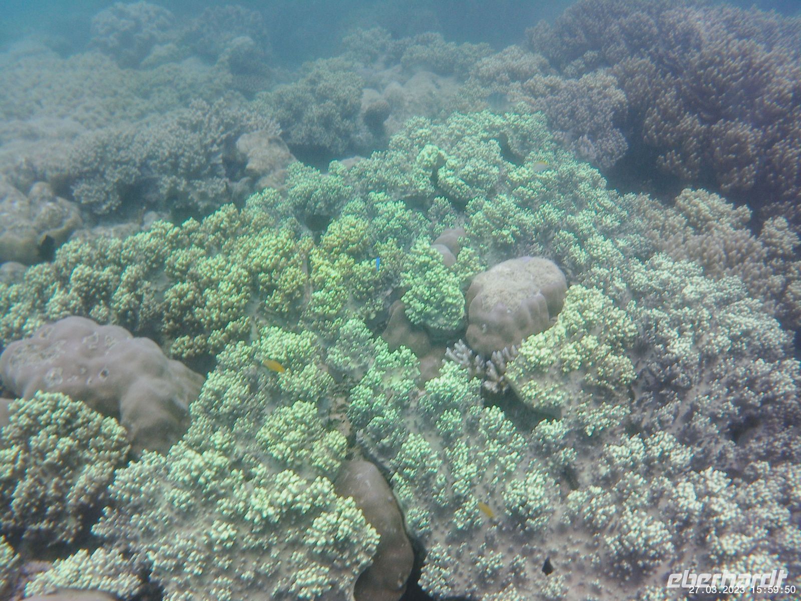 Korallen im Great Barrier Reef
