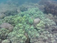 Korallen im Great Barrier Reef