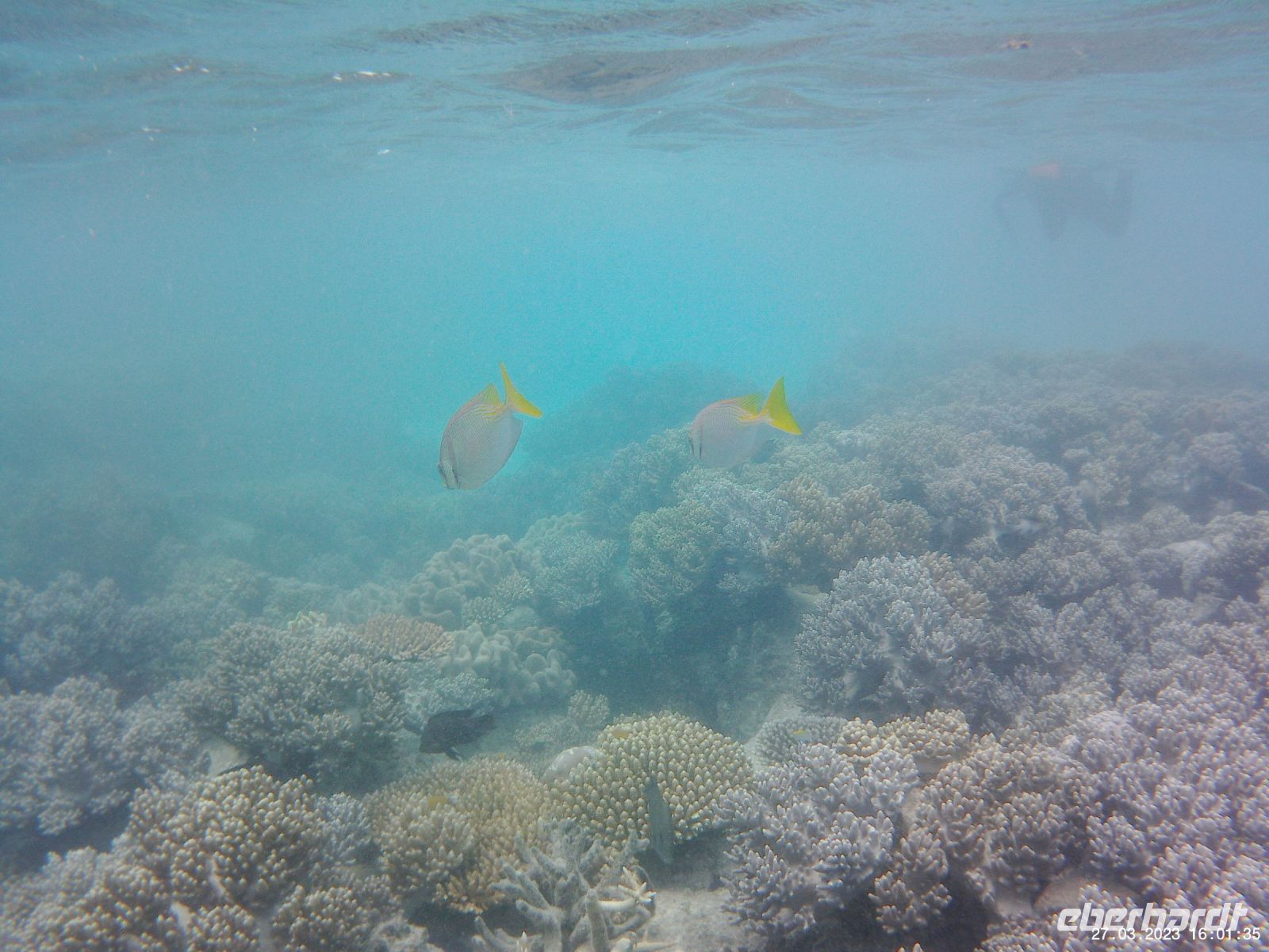 Korallen und Fische im Great Barrier Reef