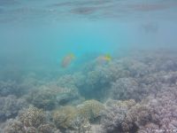Korallen und Fische im Great Barrier Reef