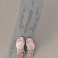 Rundreise Australien - Besuch der Pinnacles-Kalksteinfelsen