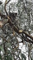 Rundreise Australien - Koala beim Stopp an der Great Ocean Road