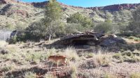 Rundreise Australien - Dingo im Alice Springs Dessert Park