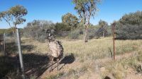 Rundreise Australien - Emu im Alice Springs Dessert Park
