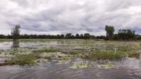 Rundreise Australien - Wasserlilien während der Bootsfahrt auf dem Yellow River