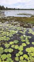 Rundreise Australien - Wasserlilien während der Bootsfahrt auf dem Yellow River