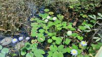 Rundreise Australien - Wasserlilien beim Yellow River