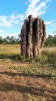 Rundreise Australien - Termitenbau während der Rückfahrt nach Darwin