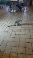Rundreise Australien - Possum-Besuch im Hotel in Darwin