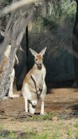 Rundreise Australien - Rotes Känguru im Alice Springs Dessert Park