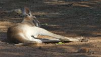 Rundreise Australien - Rotes Känguru im Alice Springs Dessert Park
