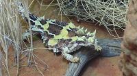 Rundreise Australien - Thorny Devil im Alice Springs Dessert Park