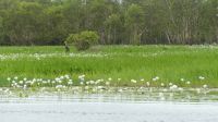 Rundreise Australien - Wasserlilien bei der Bootsfahrt auf dem Yellow River
