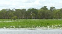 Rundreise Australien - Wasserlilien bei der Bootsfahrt auf dem Yellow River