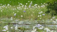 Rundreise Australien - Wasserlilien bei der Bootsfahrt auf dem Yellow River