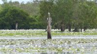 Rundreise Australien - Wasserlilien und Seeadler auf dem Yellow River