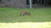 Rundreise Australien - Wallaby während der Rückfahrt nach Darwin
