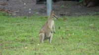 Rundreise Australien - Wallaby während der Rückfahrt nach Darwin