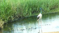 Rundreise Australien - Schwarzhals-Storch während der Rückfahrt nach Darwin