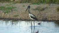 Rundreise Australien - Schwarzhals-Storch während der Rückfahrt nach Darwin