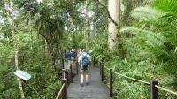 Rundreise Australien - Spaziergang im Regenwald
