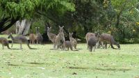 Rundreise Australien - Kängurus in Perth