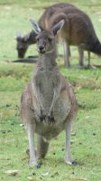 Rundreise Australien - Kängurus in Perth