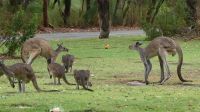 Rundreise Australien - Kängurus in Perth