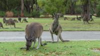 Rundreise Australien - Kängurus in Perth