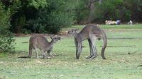 Rundreise Australien - Kängurus in Perth