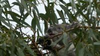 Rundreise Australien - Koala auf dem Weg zur Great Ocean Road