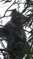 Rundreise Australien - Koala auf dem Weg zur Great Ocean Road