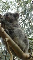 Rundreise Australien - Koala auf dem Weg zur Great Ocean Road