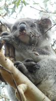Rundreise Australien - Koala auf dem Weg zur Great Ocean Road